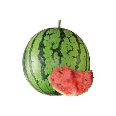 早佳8424超甜西瓜苗黄壤盆栽