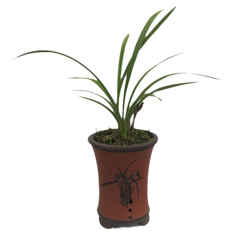绿植荷瓣花卉盆栽建兰包邮