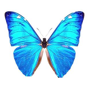 阿安东尼斯闪蝶蓝色蝴蝶标本未展翅原蝶成品礼物相框摆件挂画壁画