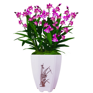 新品七彩香水石斛盆栽紫花带花苞 盆室内外观花卉绿植四季浓香型