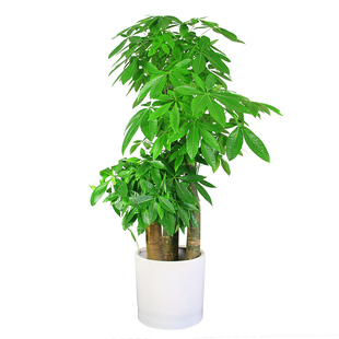 深圳发财树客厅大盆栽大型大棵室内绿植办公室开业送礼乔迁植物