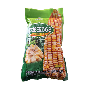 原装正品黄白粒玉米种子超龙玉668适合云贵川1000-2200海拔种植