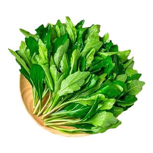 新鲜野菜上海崇明马兰头山坡菜 鸡儿肠一份包邮产地直销现摘现发