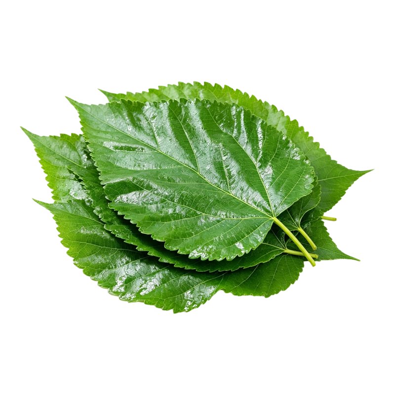 新鲜野生食用桑叶现摘包粑粑油炸