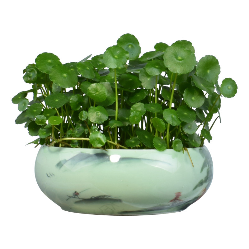 水仙陶瓷花盆无孔铜钱草绿萝碗莲睡莲青瓷盆水培多肉植物花卉盆栽