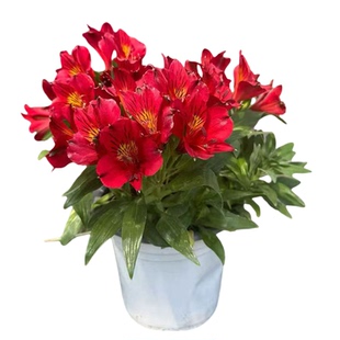 六出花盆栽花苗秘鲁百合水仙百合室内阳台庭院开花植物鲜切六初花