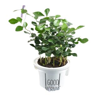 九里香树苗盆栽清香驱蚊植物室内办公桌面阳台花卉净化空气吸甲醛