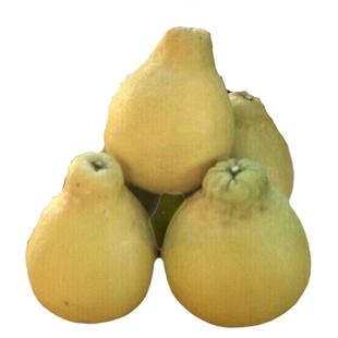 50斤纯甜沙田柚子正宗梅州白心白肉柚子当季新鲜孕妇水果现摘