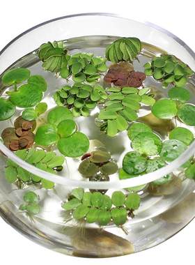 鱼缸浮萍水草活体植物净化水质