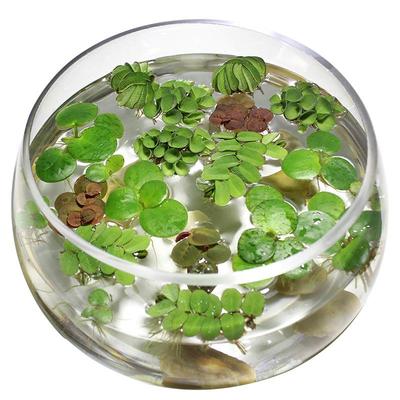 鱼缸浮萍水草活体植物净化水质