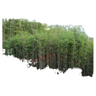 庭院盆栽竹子苗紫竹苗紫竹根紫竹叶青竹苗毛竹金镶玉竹罗汉竹