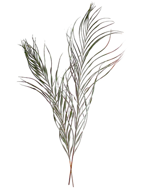 天然风干散尾叶干花叶子插花装饰