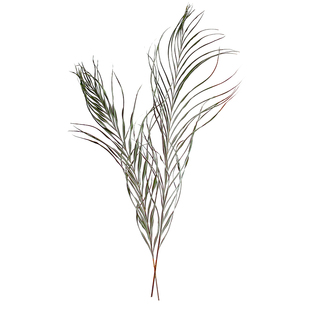 天然风干散尾叶干花叶子配花配草插瓶民宿酒店客厅装饰摆件长葵叶