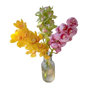 鲜枝大花惠兰云南直发超长花期高级感粉色兰花居家插花品质保证