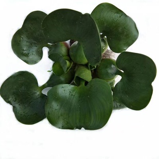 迷你水生水葫芦一叶莲水培植物鱼缸浮萍水草活体真水草装饰植物