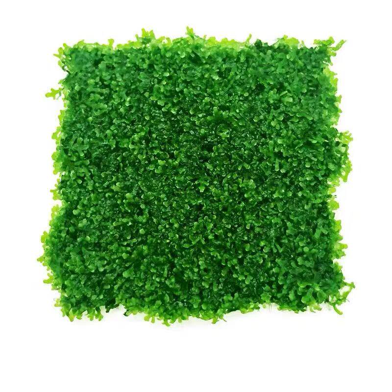 沉木造景鱼缸活体水草阴性懒人水草  珊瑚莫斯 自家种源 精选品质