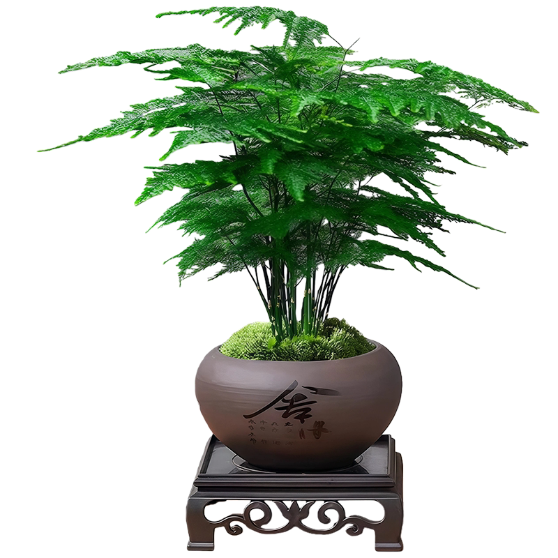 精品文竹盆栽两盆9.9元