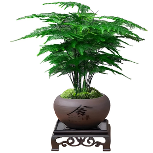 【9.9元抢两盆】文竹盆栽植物四季常青室内花卉办公桌植物禅意