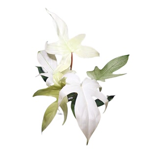 包邮佛罗里达幽灵蔓绿绒Philodendron Florida Ghost天南星科绿植