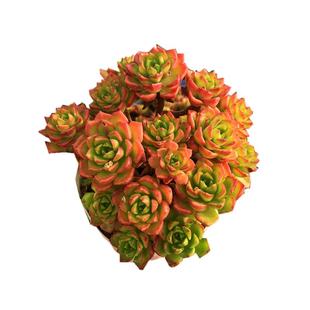 火焰蒂亚 露养老桩群生多肉植物 室内新手好养好度夏盆栽绿植组合