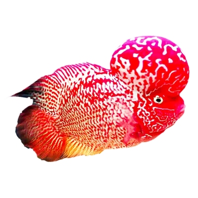 泰国进口爆头火凤凰红德萨鱼苗