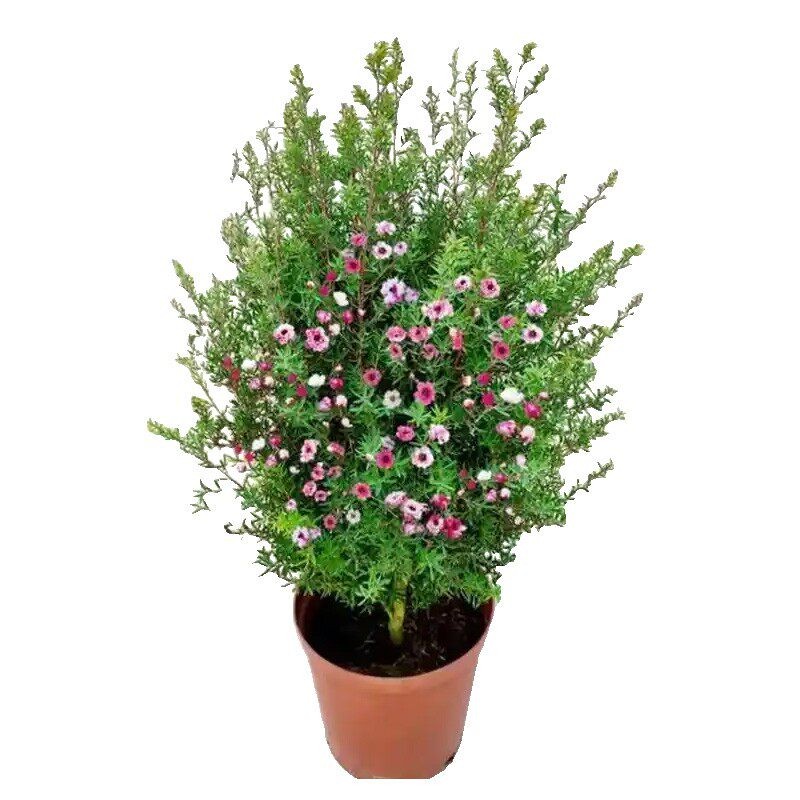 红梅花树苗耐寒庭院地栽四季花卉植物骨里红梅腊梅朱砂梅绿梅室外
