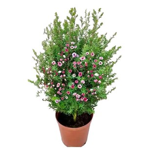 红梅花树苗耐寒庭院地栽四季花卉植物骨里红梅腊梅朱砂梅绿梅室外