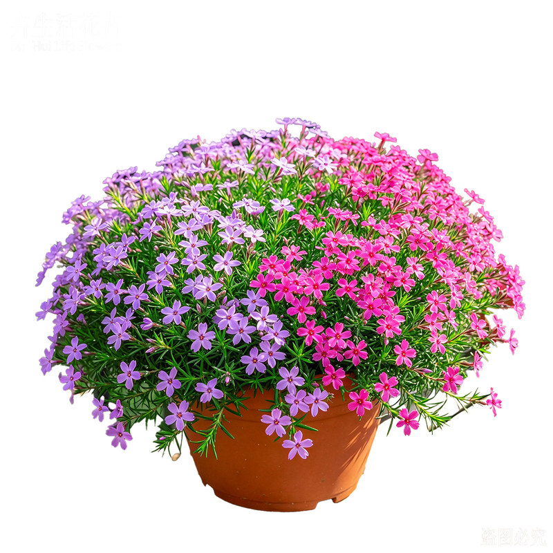 【花开满盆】芝樱盆栽丛生福禄考多年生耐寒花卉易活庭院绿化花苗