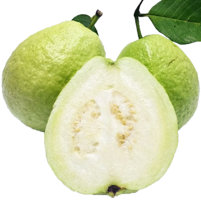 广西番石榴9斤高山老树芭乐