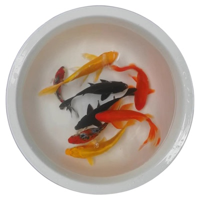 淡水鱼冷水锦鲤耐养好活小金鱼