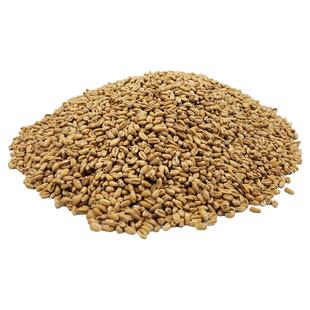 小麦芽Wheat Pale 2026年德国新货 阿凡尕Avangard进口淡色小麦芽