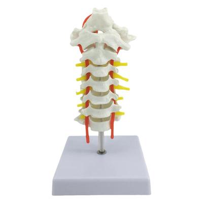 蓝蝶人体颈椎带颈动脉模型教具