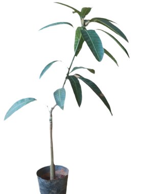 芒果苗四季常年种植当年结果树苗