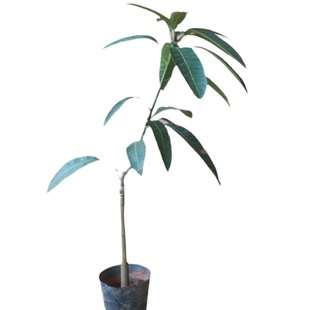 四季芒果苗树嫁接海南小台农红贵妃大青芒金煌桂七芒果树苗当年结