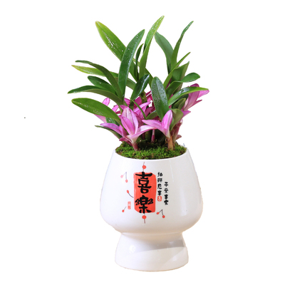 七彩香水石斛兰花水培苔藓球盆栽
