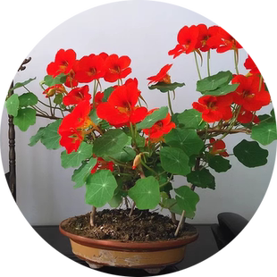 旱金莲种子子四季易种室内阳台爬藤金莲花庭院旱荷花花籽花卉种子