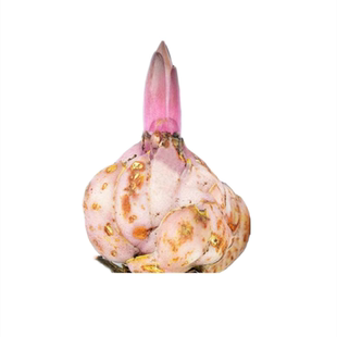 乔乔花屋 荷兰进口香水百合花种球暴风雪白色黄心重瓣 3粒装现货