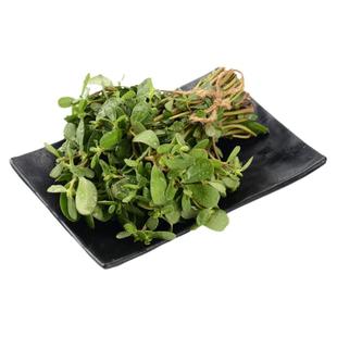 大叶马齿苋种子农家长寿菜蚂蚱菜春夏秋冬四季野菜种籽蔬菜孑大全