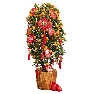 年桔金桔树盆栽带果年宵花绿植新年开业大型朱砂橘客厅招财四季桔