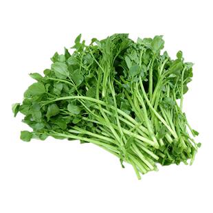 新鲜西洋菜豆瓣菜广东西洋菜现货速发时令蔬菜酒店炒菜火锅涮菜