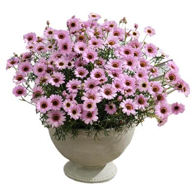 塔莎的花园玛格丽特盆栽带花