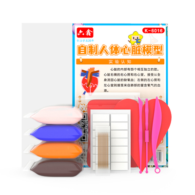 心脏模型初中生物人体结构模型