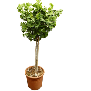 金叶银杏树苗白果活苗庭院绿化苗木行道树银杏小苗大树南北方种植