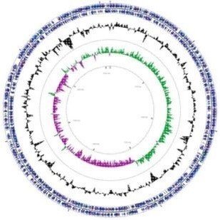 高通量二代测序数据分析原始数据量统计过滤拼接基因预测功能注释