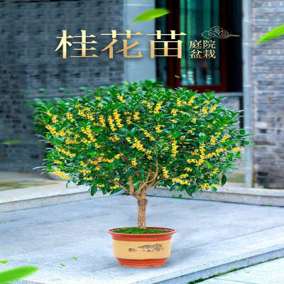 桂花树苗盆栽植物室内外花卉四季开花浓香好养阳台小绿植盆景月桂