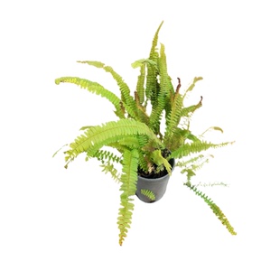 拾园记肾蕨排骨草好养盆栽耐阴室内外阳台庭院常绿庭院观叶绿植物