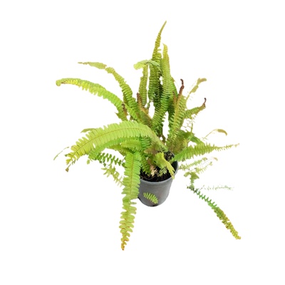肾蕨好养耐活盆栽观叶绿植物