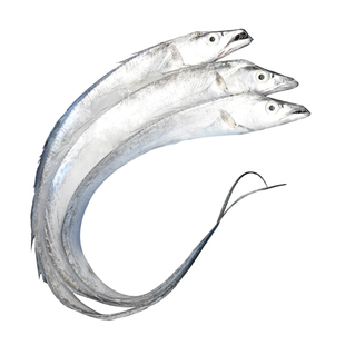 青岛海捕小眼带鱼新鲜冷冻整箱10斤刀鱼整条海鲜黄海特大 油带鱼