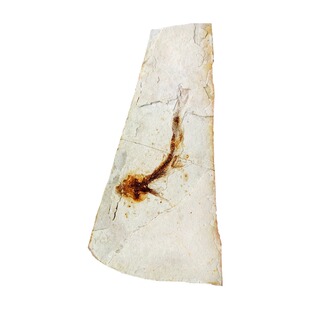 奇石观赏石菊石三叶虫斑彩螺狼鳍鱼化石原石标本科普教学礼物2821