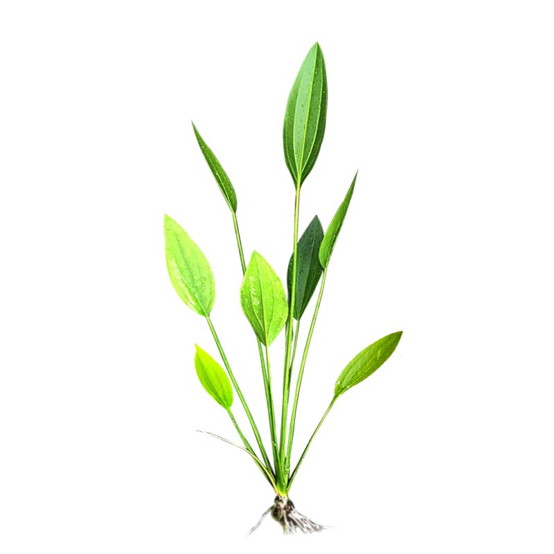阿根廷皇冠水草出水皇冠草后景稀有古法鱼缸造景植物好养活水上叶